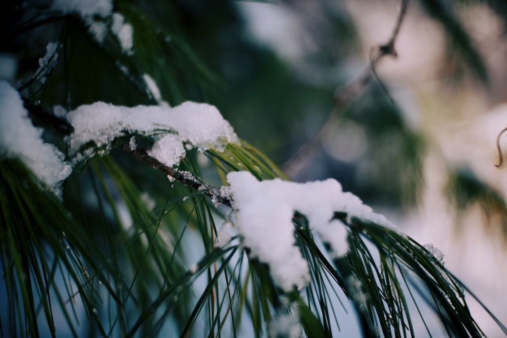 snow on green leaf plant