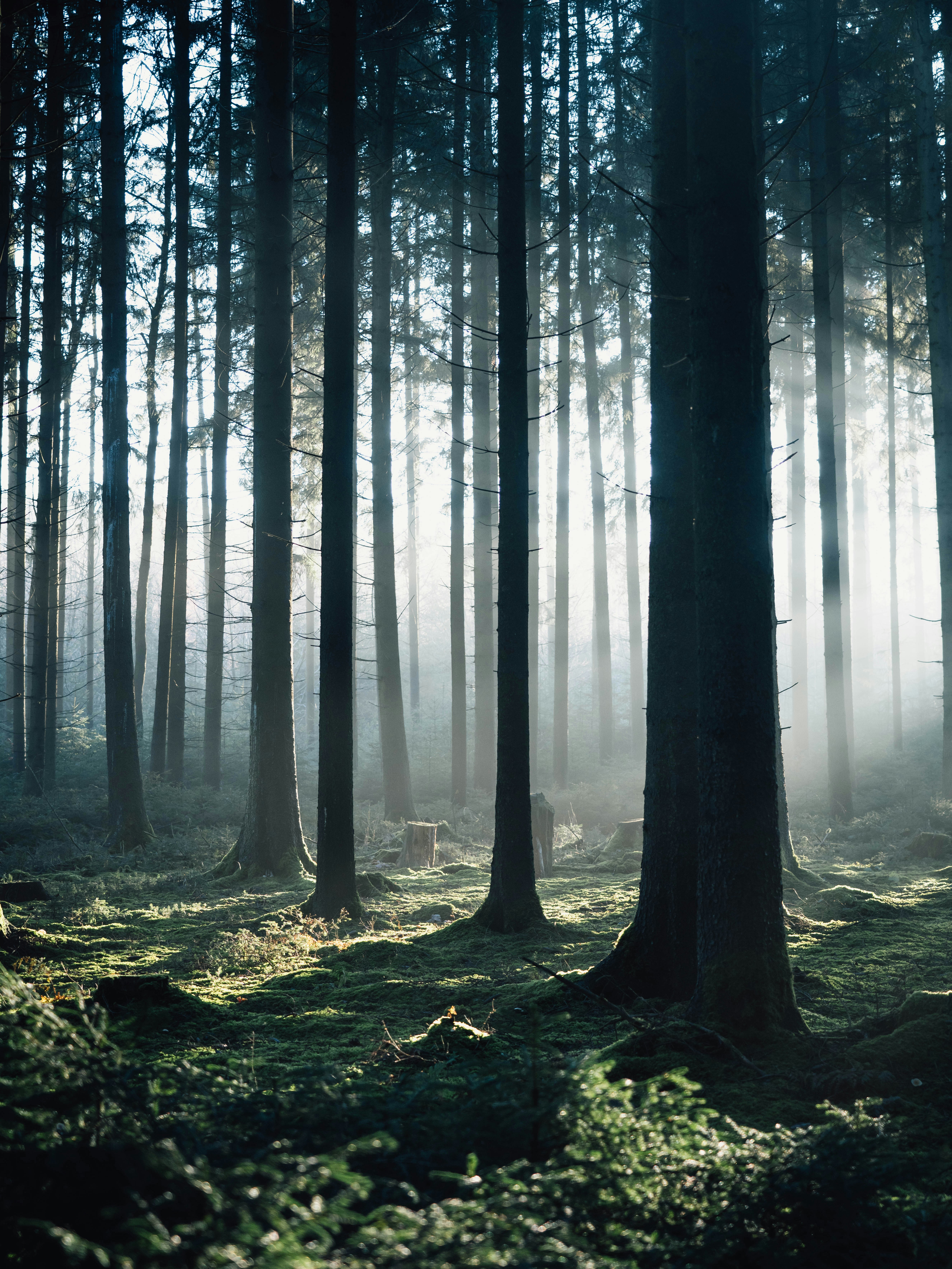 brown trees on green grass field during daytime
