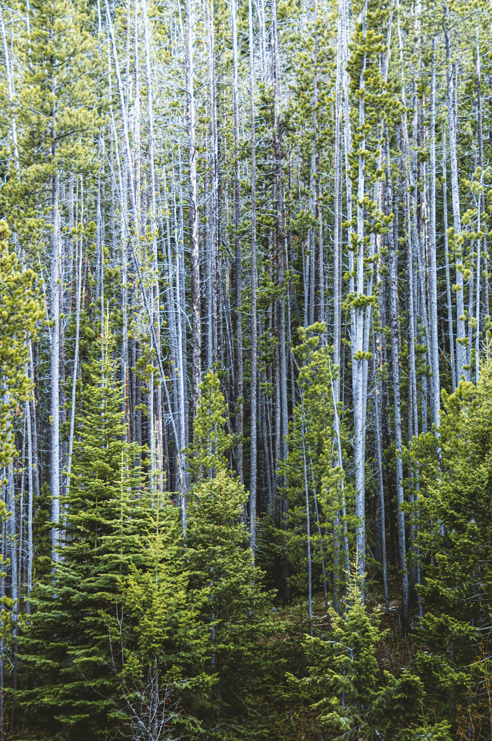 green trees on forest during daytime