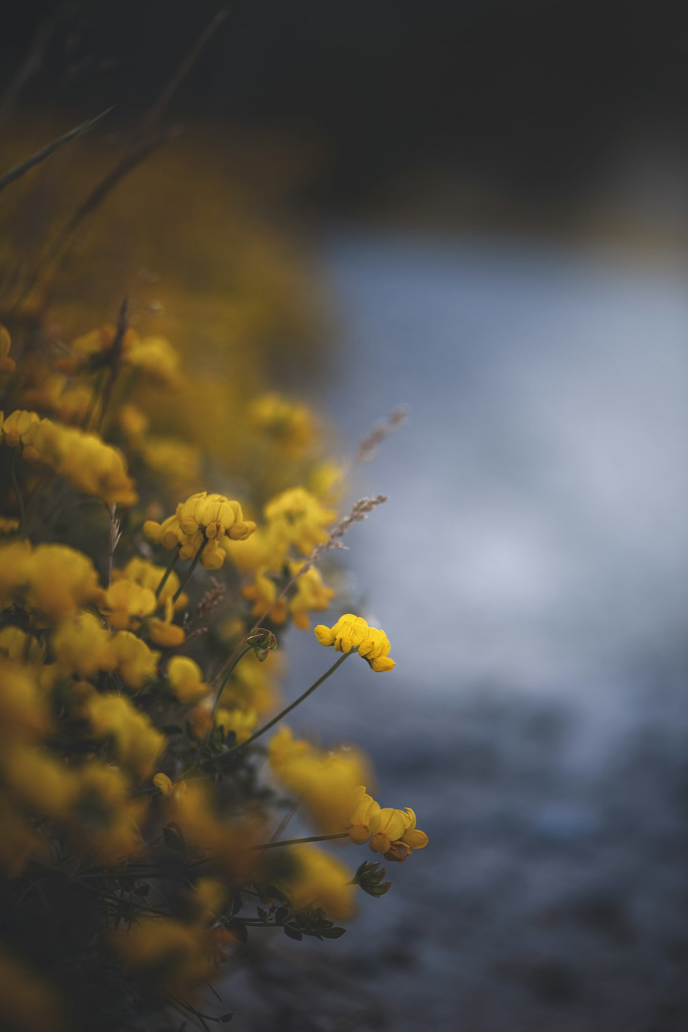 yellow flower in tilt shift lens