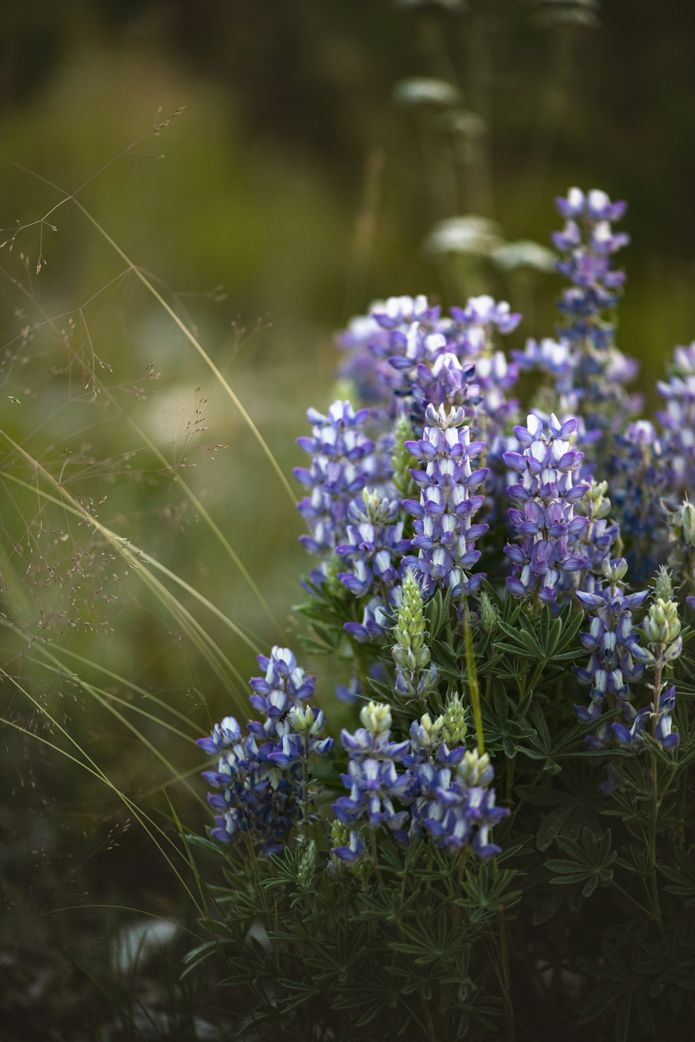 purple flowers in tilt shift lens