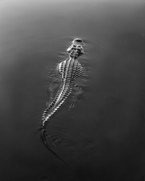 black and white crocodile on water