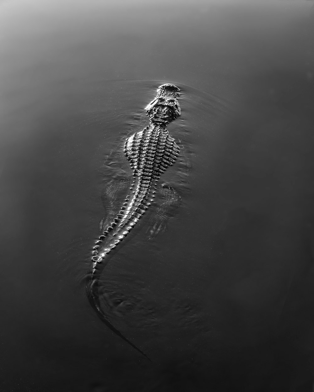 black and white crocodile on water