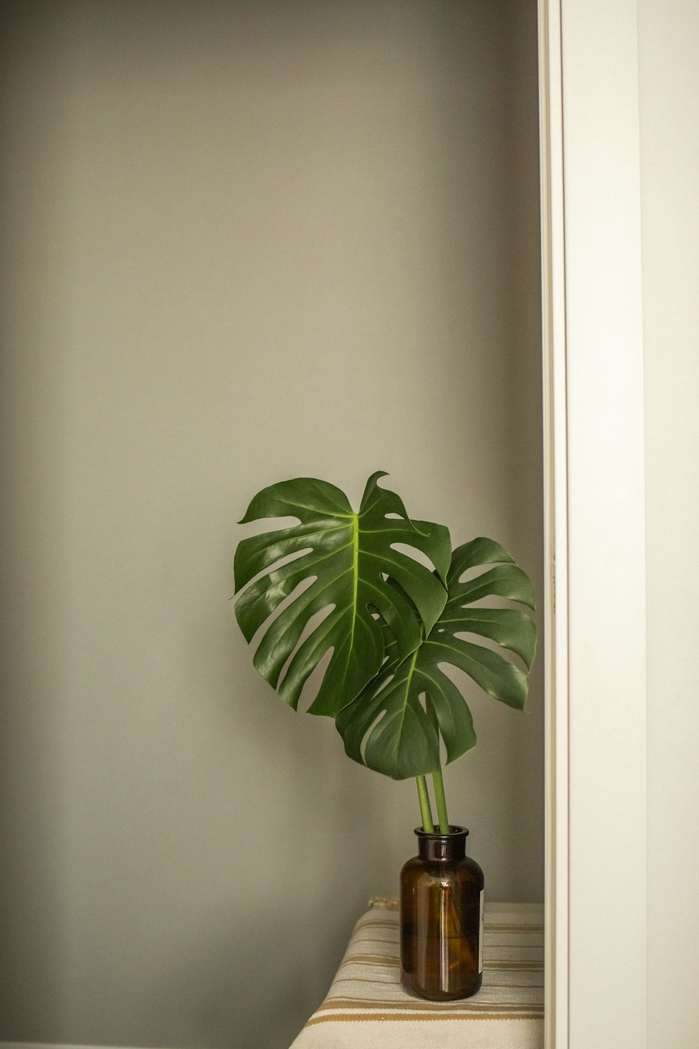 green plant in black pot