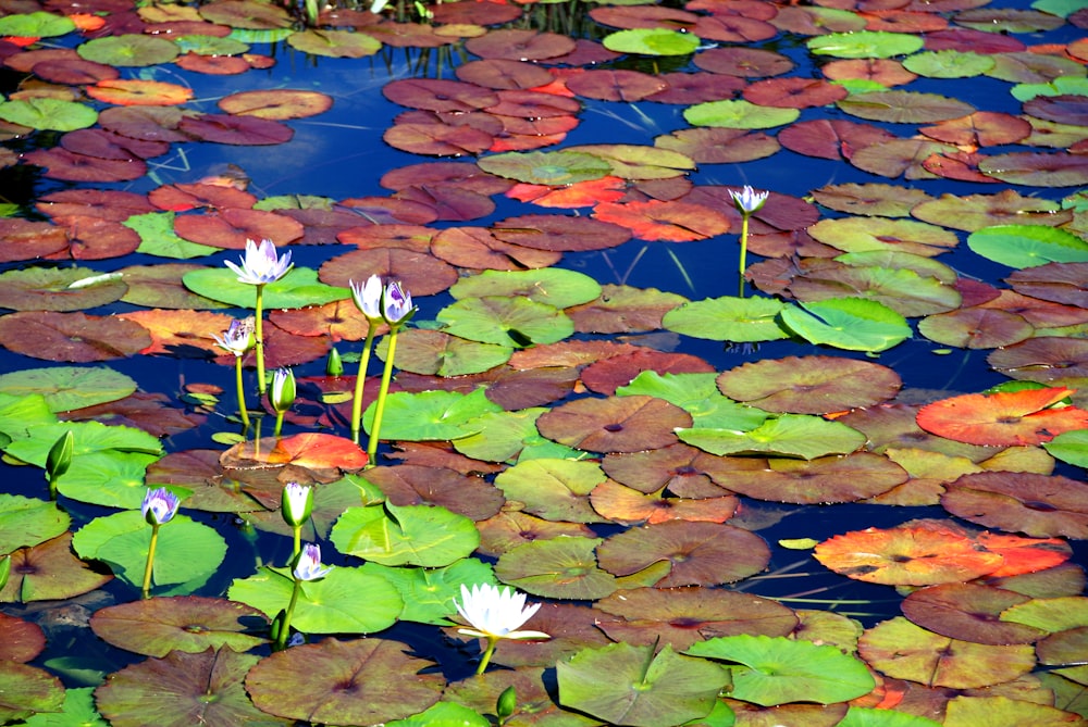 white and purple lotus flower on water