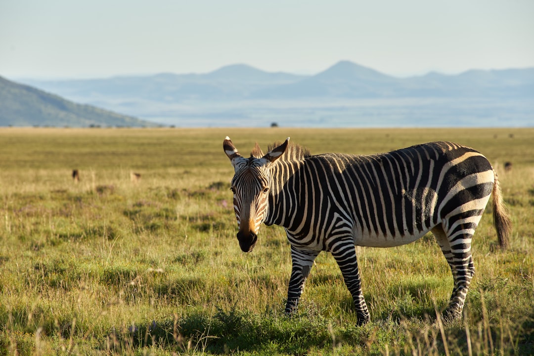 zebra on green grass field during daytime