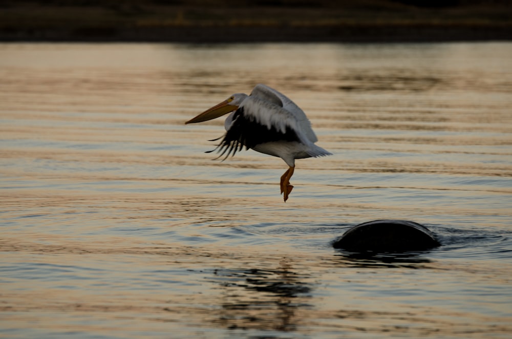 white and black pelican on water during daytime