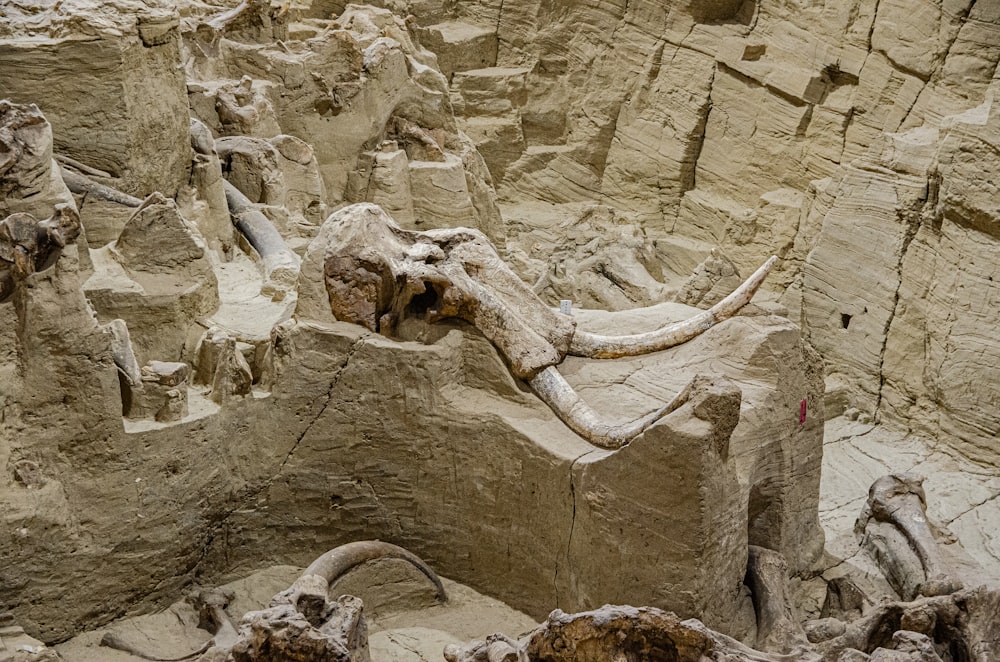 white animal skull on rock