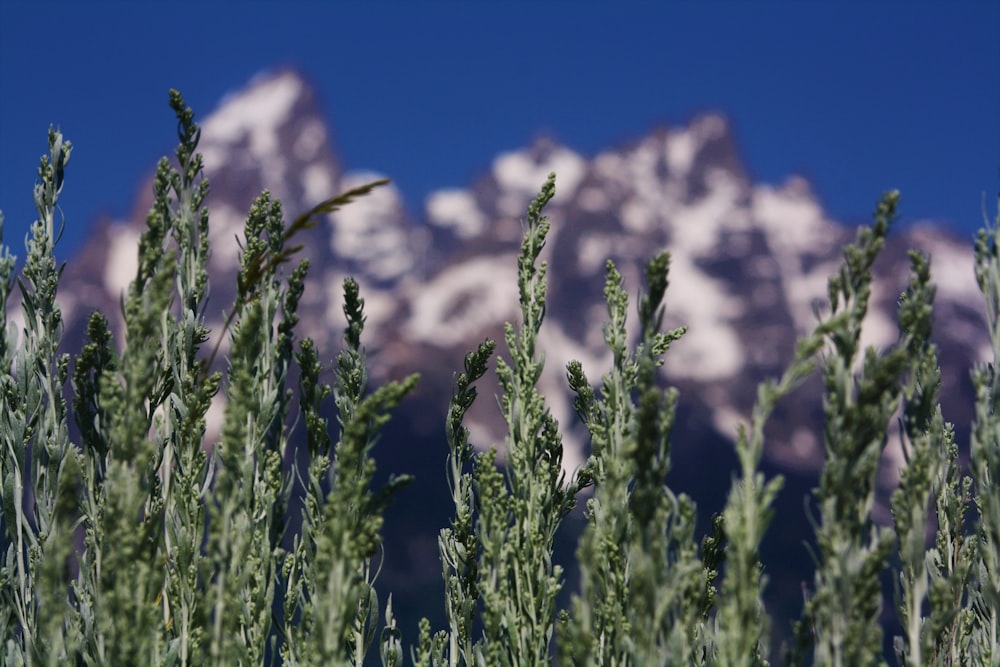 green plant under blue sky during daytime