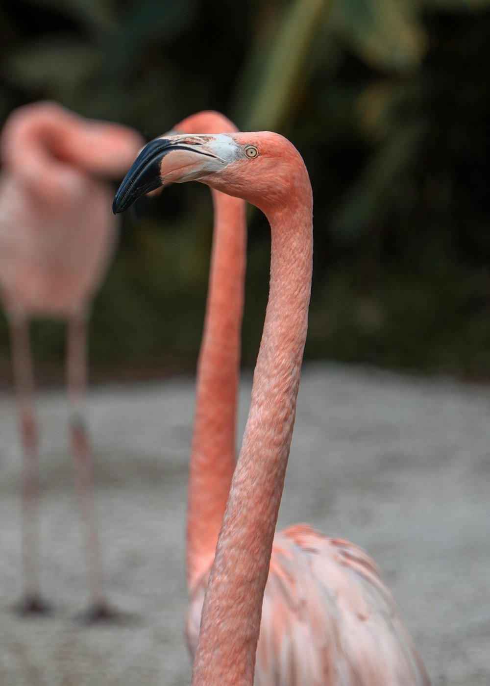 pink flamingo on body of water during daytime