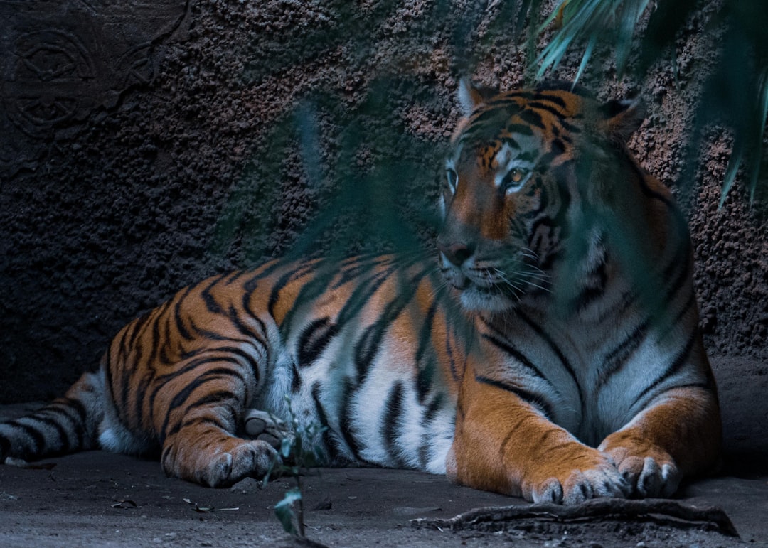 tiger lying on gray concrete floor