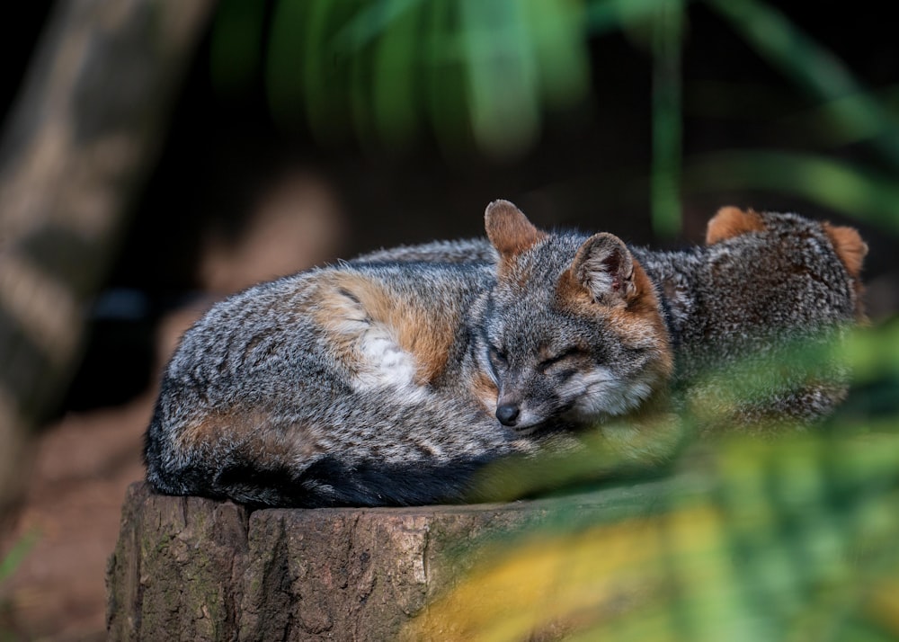 Braunes und graues Eichhörnchen am braunen Ast