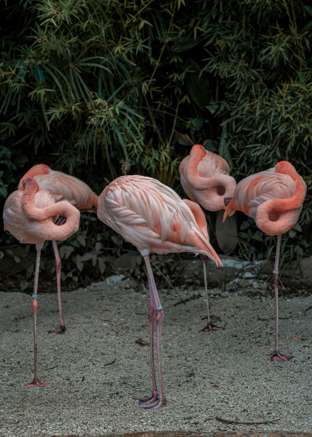 pink flamingos on green grass during daytime