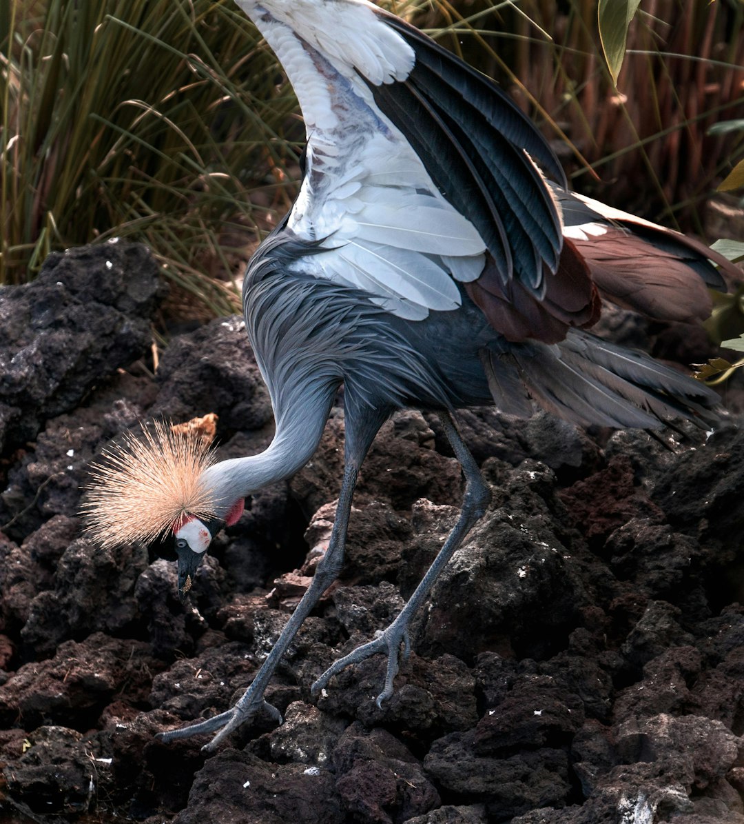 grey crowned crane bird on brown rock during daytime