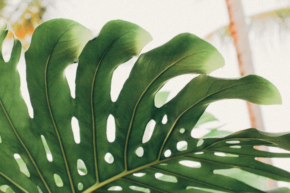 planta de hoja verde en fotografía de primer plano