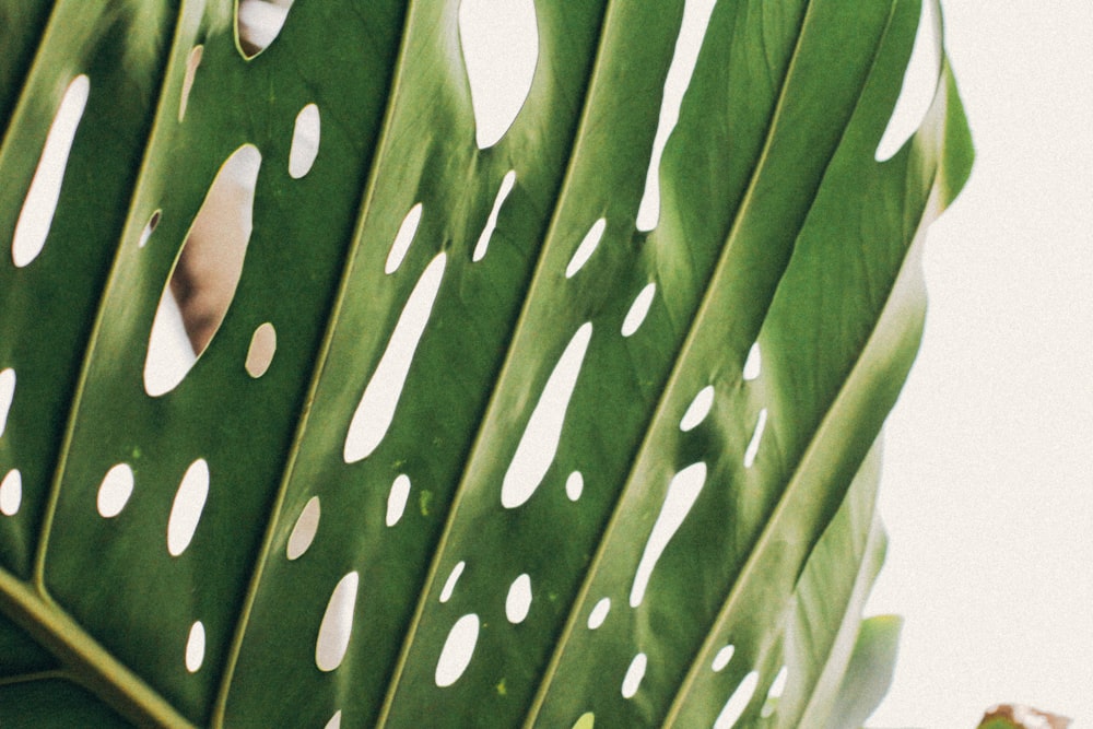 green banana leaf with water droplets