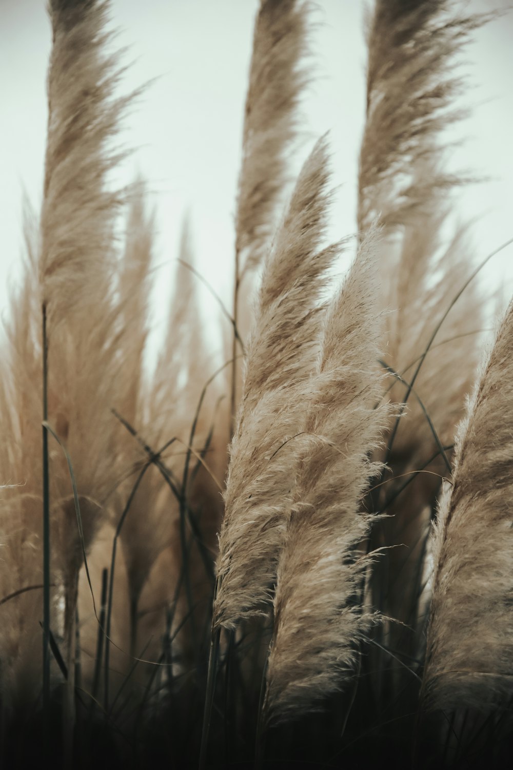 brown wheat field during daytime