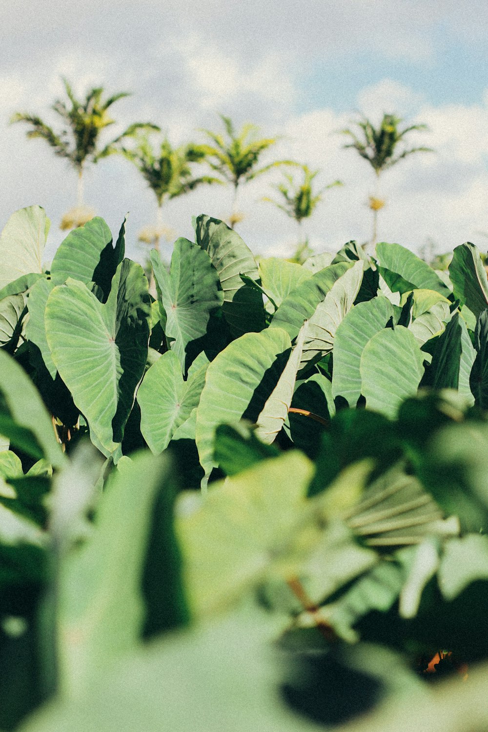 green leaves in tilt shift lens