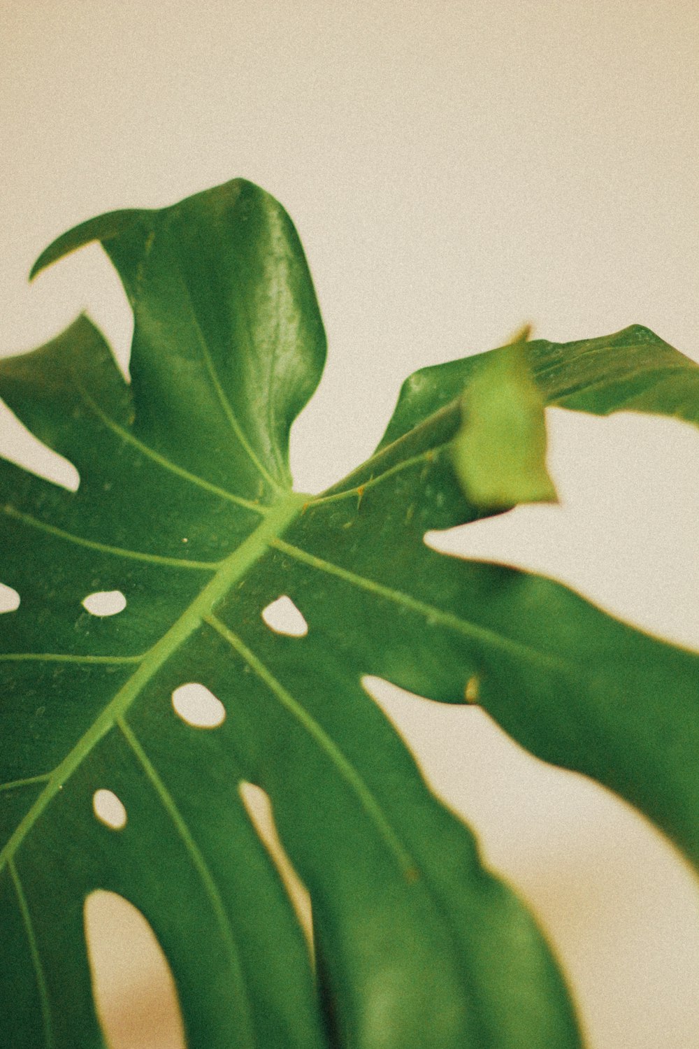 green leaf with water droplets