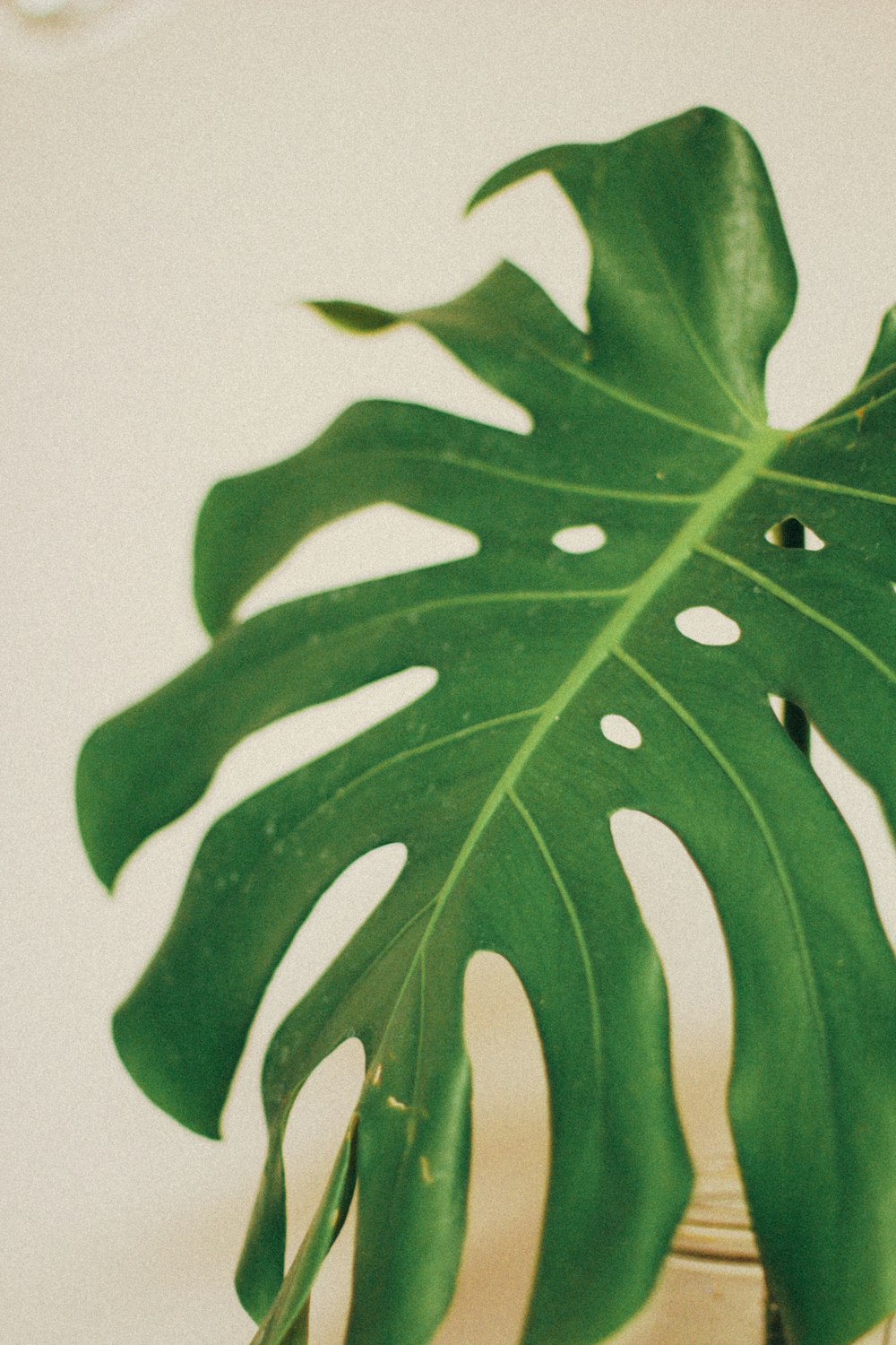 green leaf in close up photography