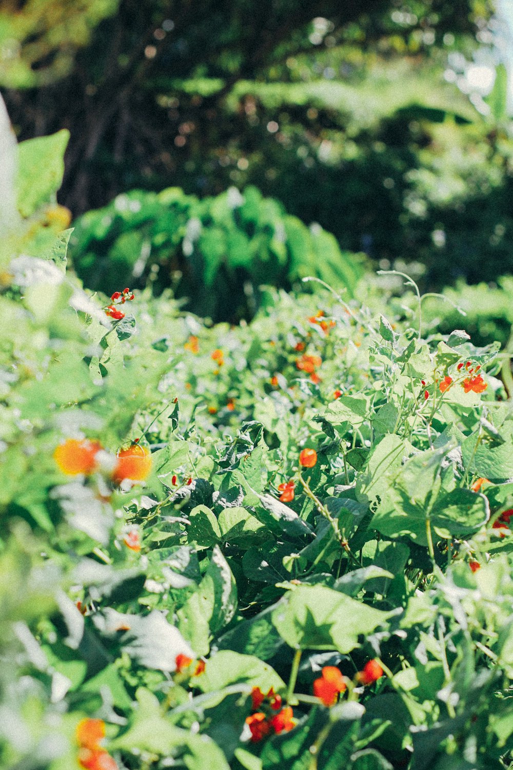 orange and green flowers during daytime