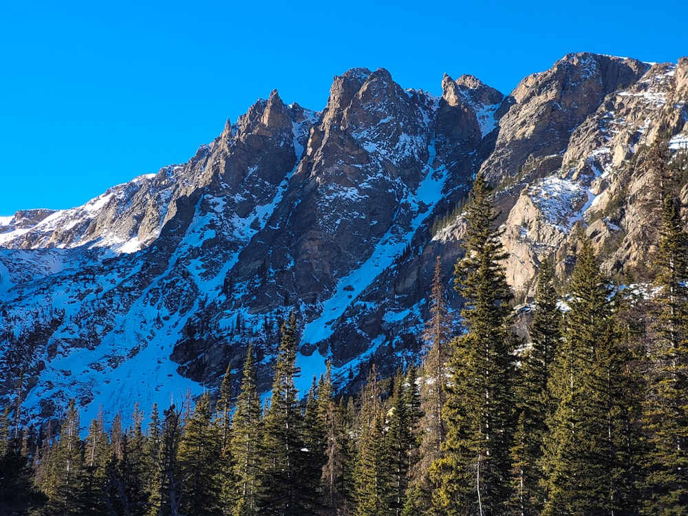 pins verts près de la montagne sous le ciel bleu pendant la journée