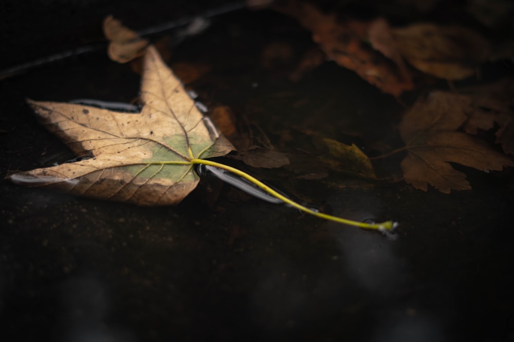 a leaf laying on the ground in the dark