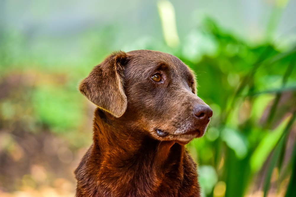 black short coated medium sized dog