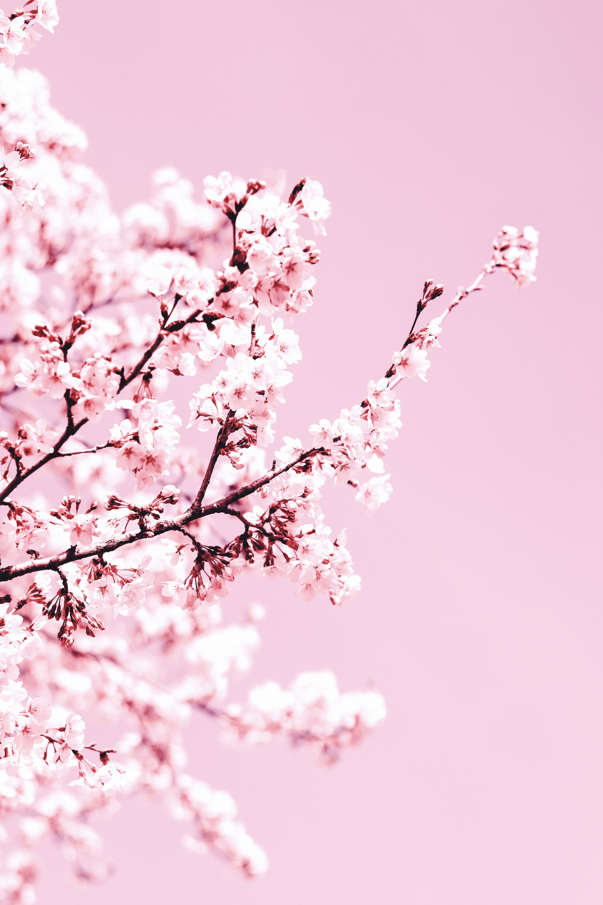 white cherry blossom tree during daytime