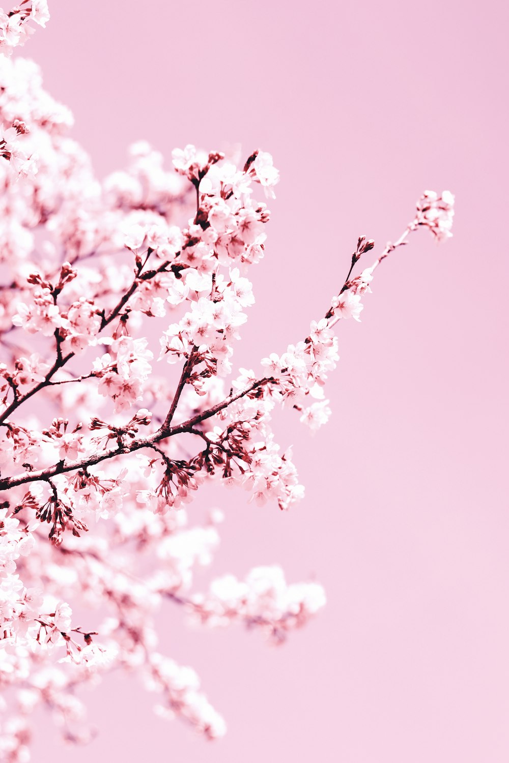 white cherry blossom tree during daytime