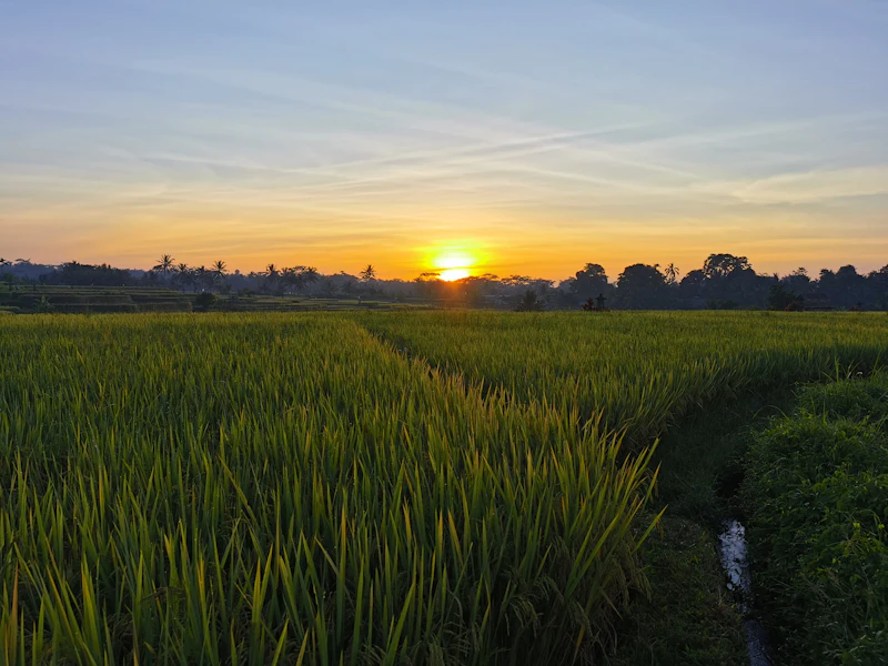 Hamparan sawah hijau saat matahari terbenam