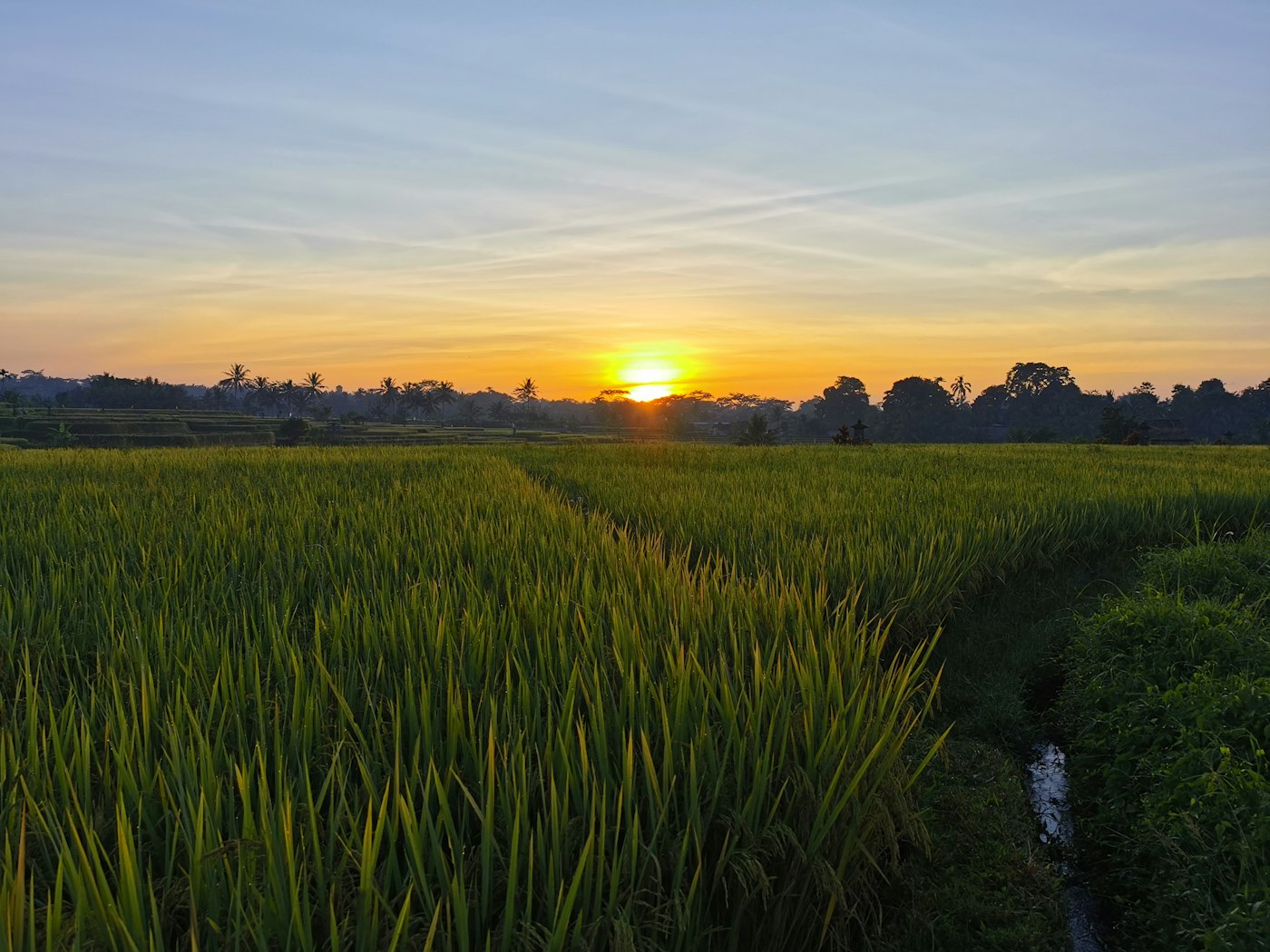 Green grass field at sunset