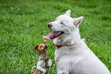 white and brown short coated dogs on green grass field during daytime