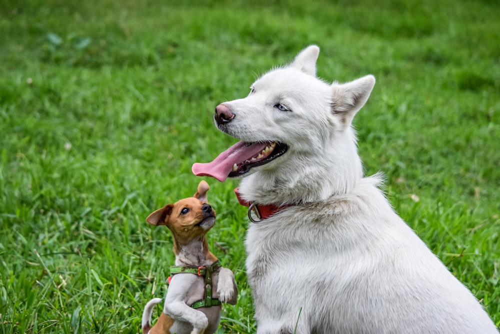 white and brown short coated dogs on green grass field during daytime