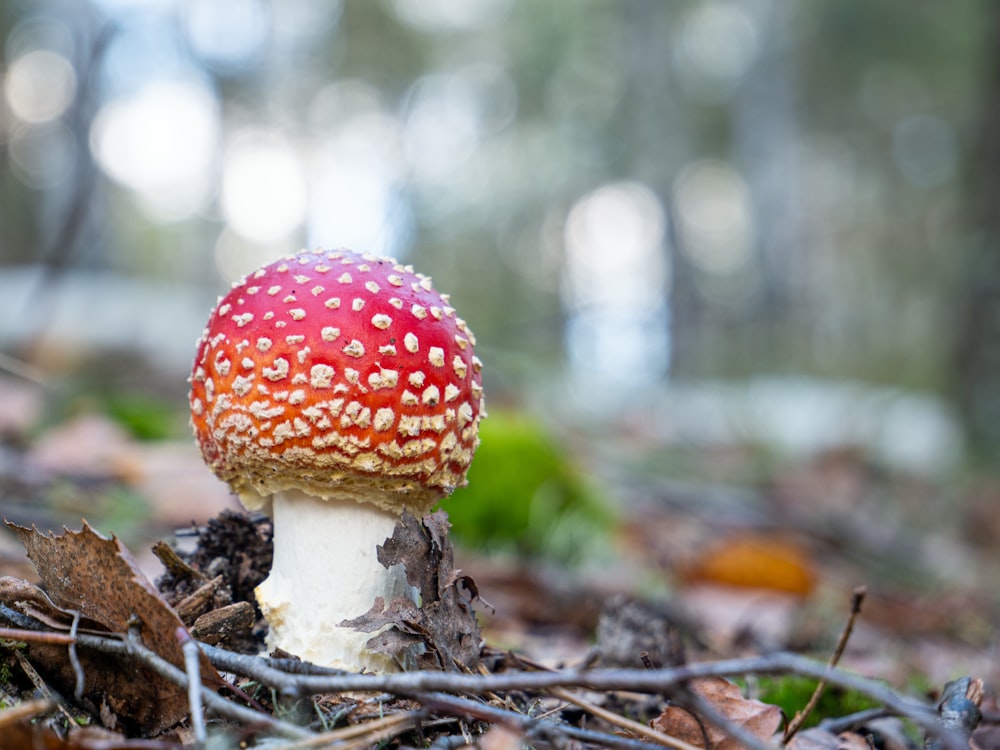 red and white mushroom in tilt shift lens