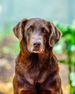 brown short coated dog in tilt shift lens