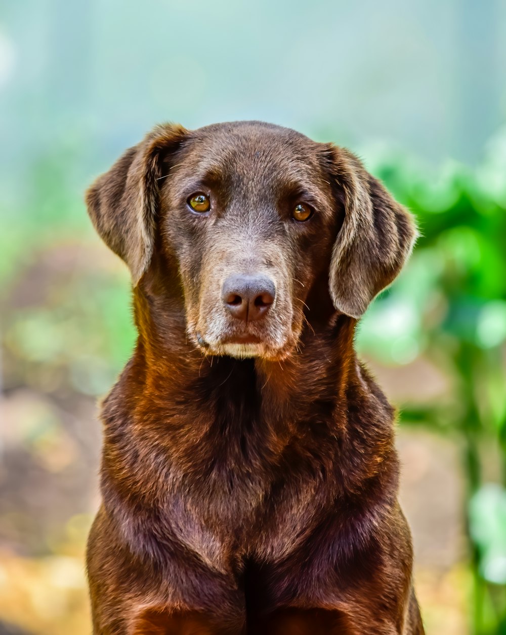 cão marrom de pelagem curta na lente tilt shift
