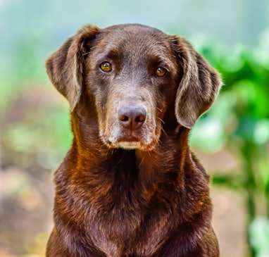 brown short coated dog in tilt shift lens