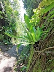 Pathway leading through the resort surrounded by lush trees and flowering plants.