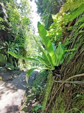 Pathway leading through the resort surrounded by lush trees and flowering plants.