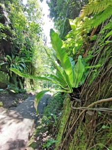 Tropical garden pathway with lush greenery and sunlight filtering through palm leaves.