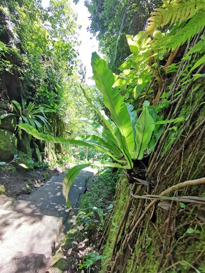 A sunlit pathway weaving through vibrant tropical gardens near Lama Dara Homestay.