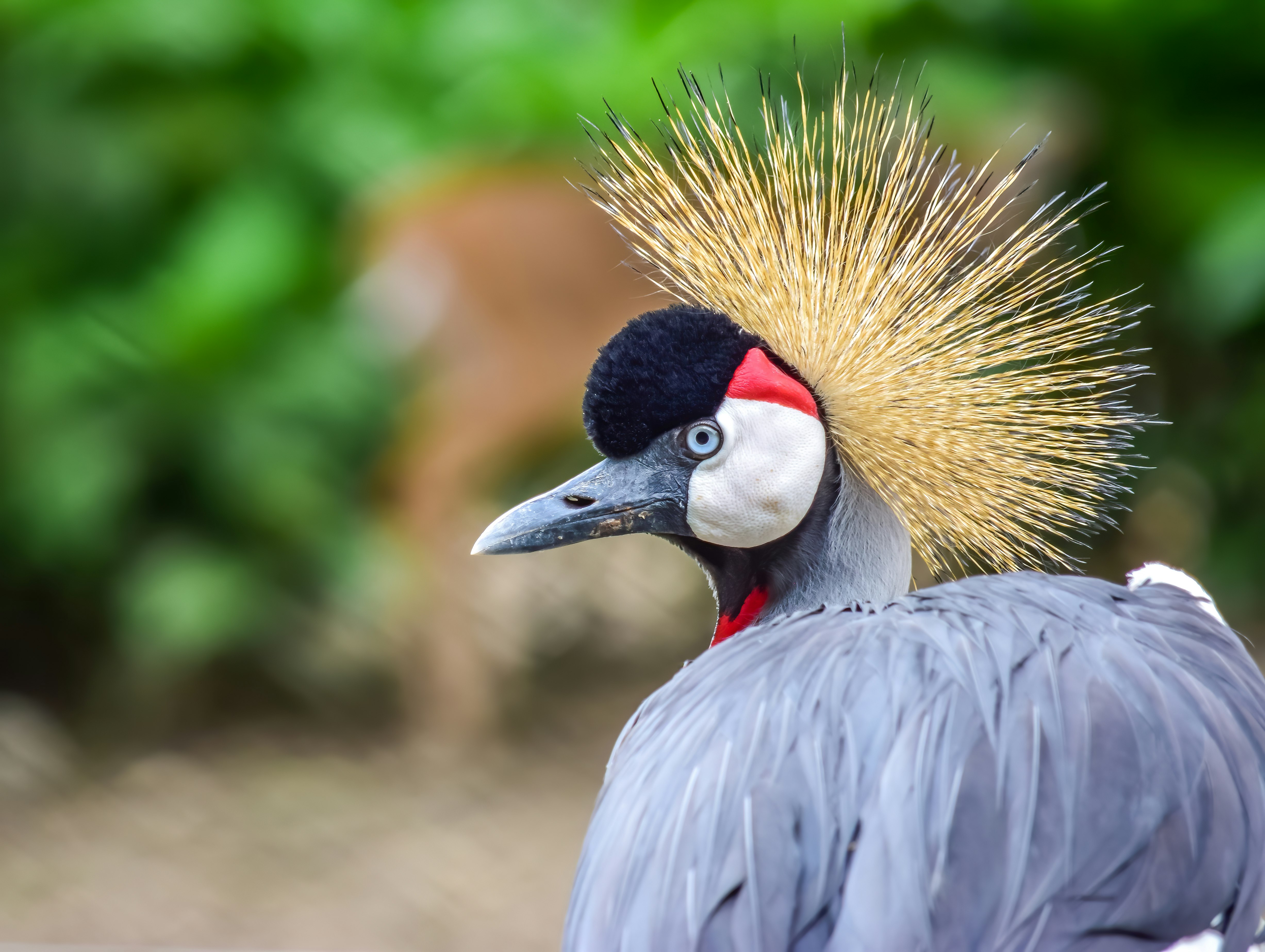 grey crowned crane in close up photography