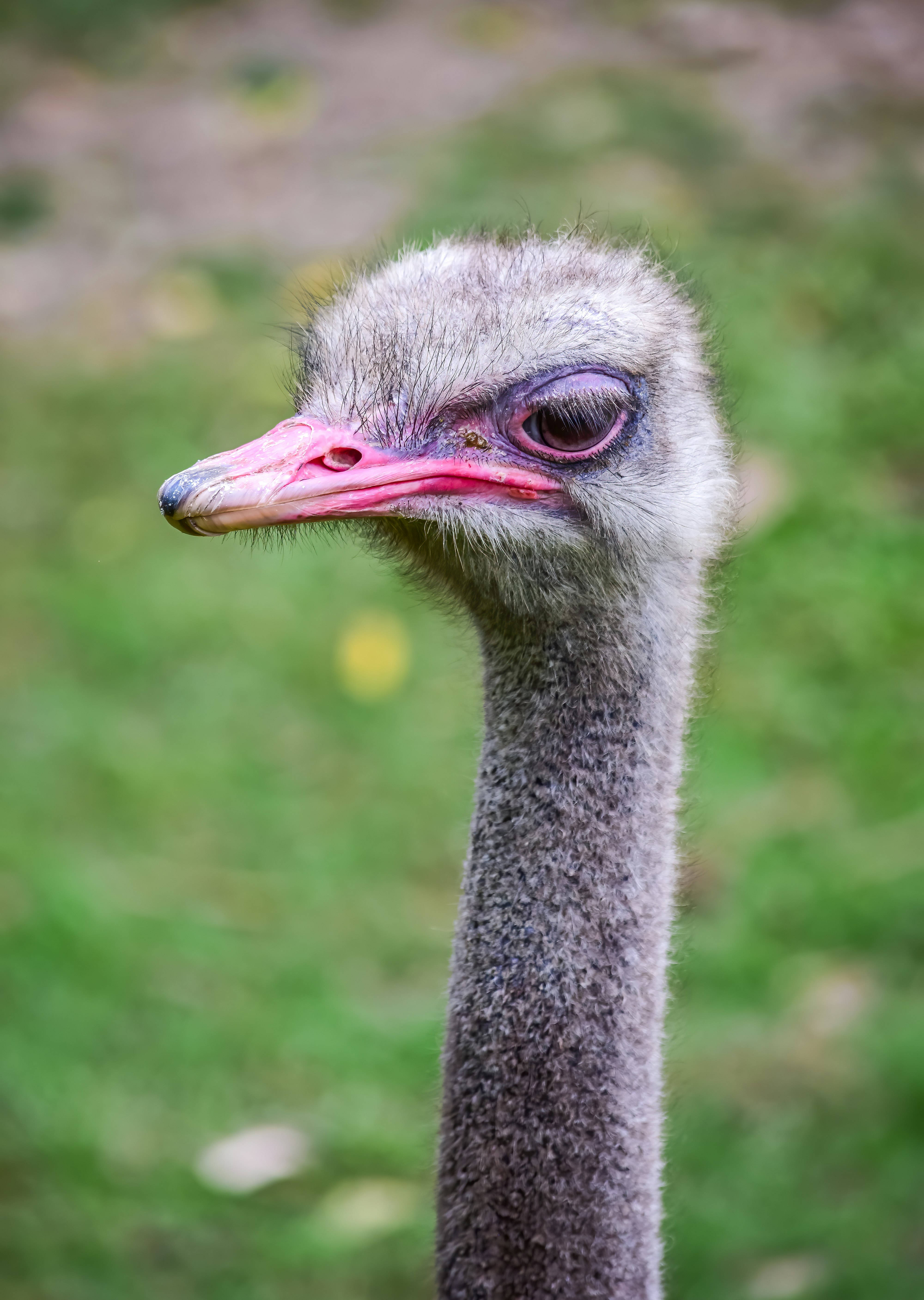 ostrich head in tilt shift lens