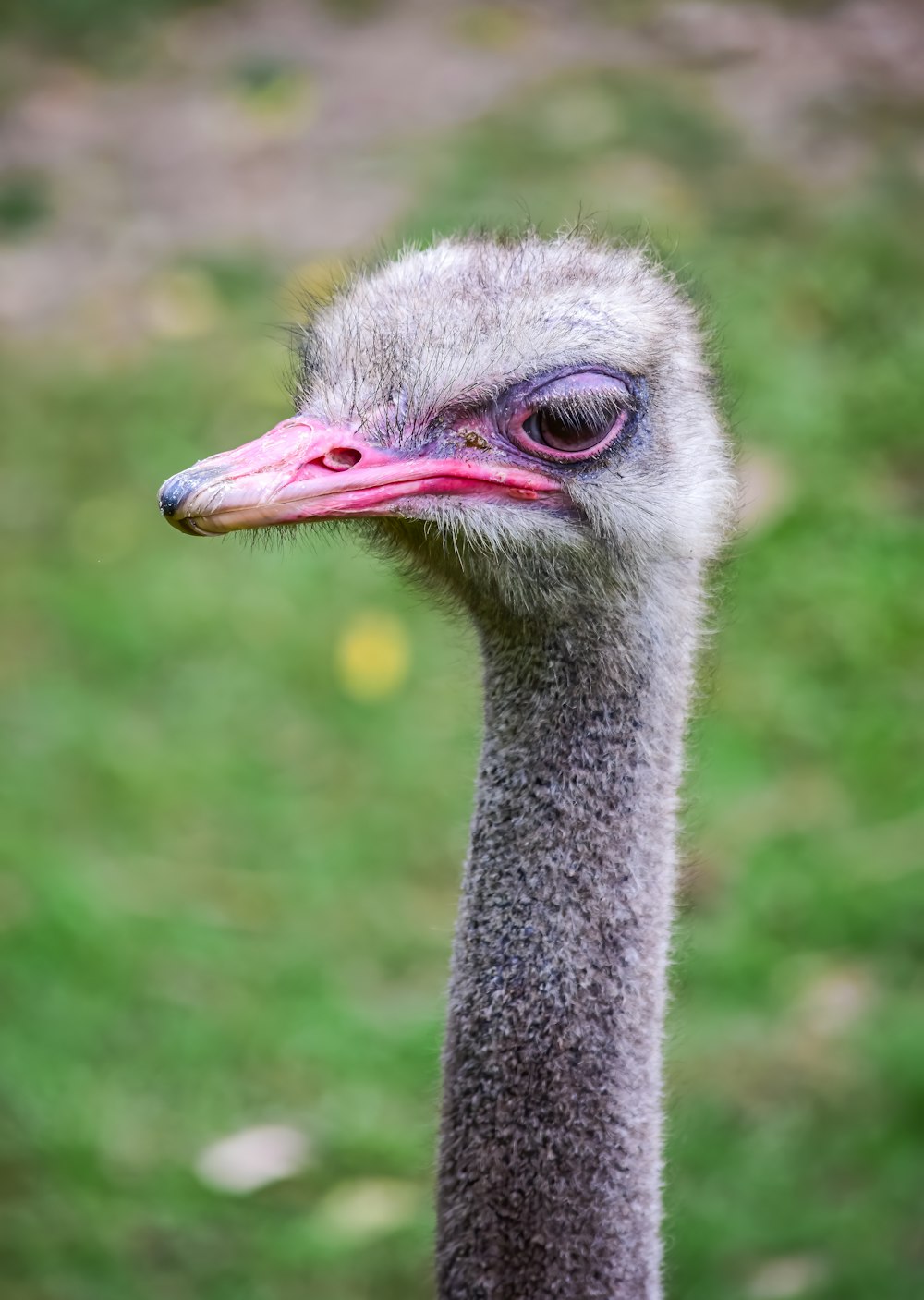 ostrich head in tilt shift lens