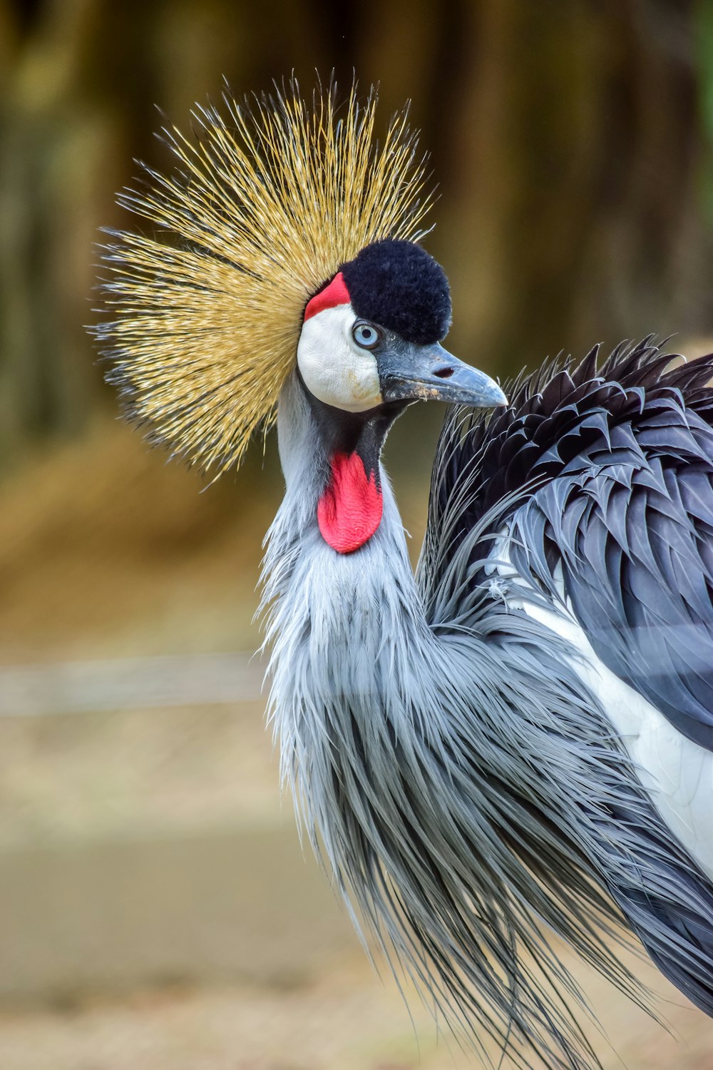 black crowned crane in close up photography