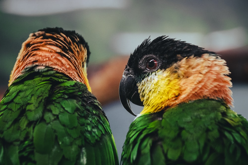 green yellow and black bird