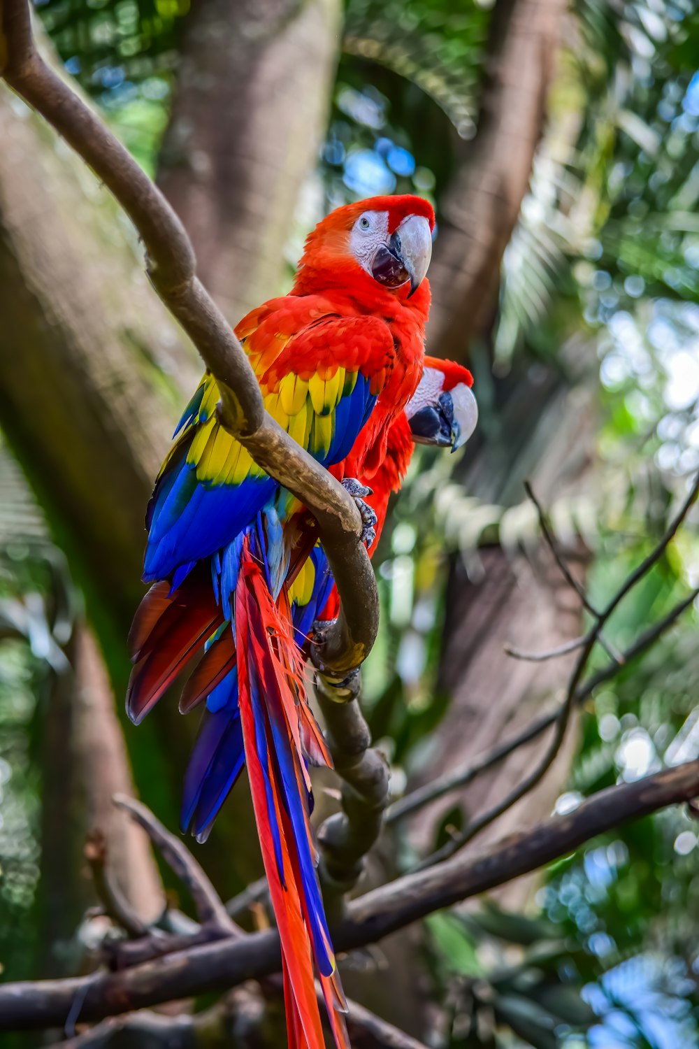 loro rojo, amarillo y azul en la rama marrón del árbol