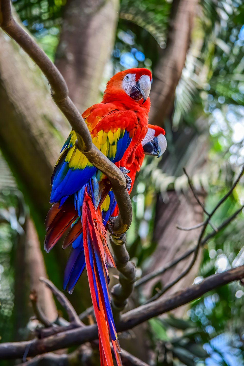 pappagallo rosso, giallo e blu sul ramo marrone dell'albero