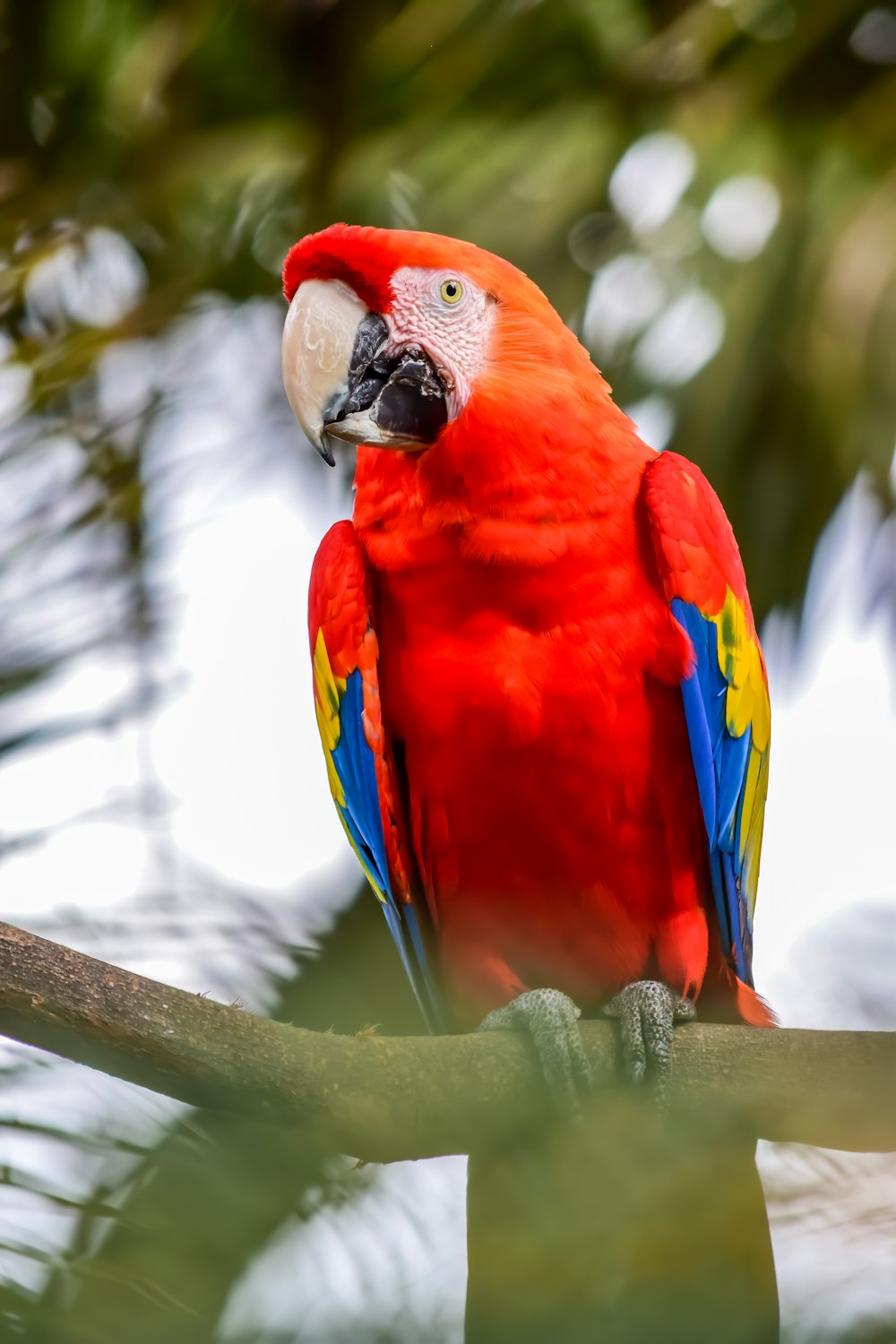 perroquet rouge, jaune, bleu et vert